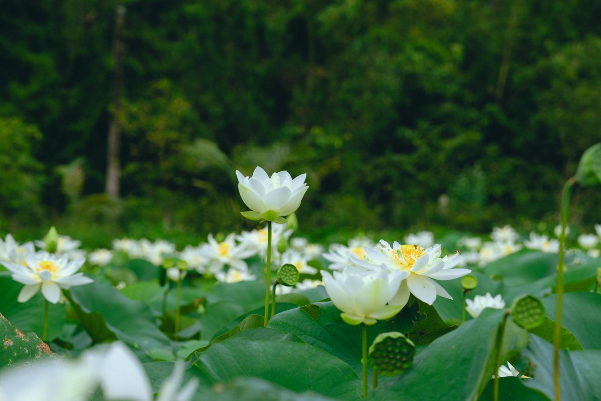 Hali * Ninh Bình