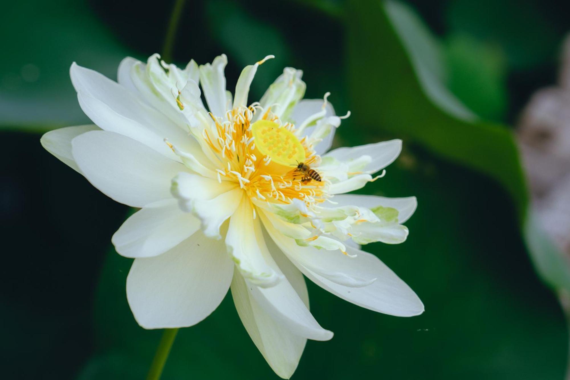 Hali * Ninh Bình